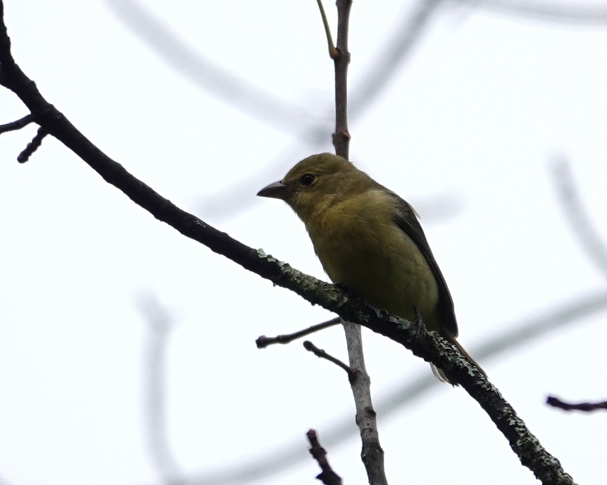 Scarlet Tanager - ML642504758