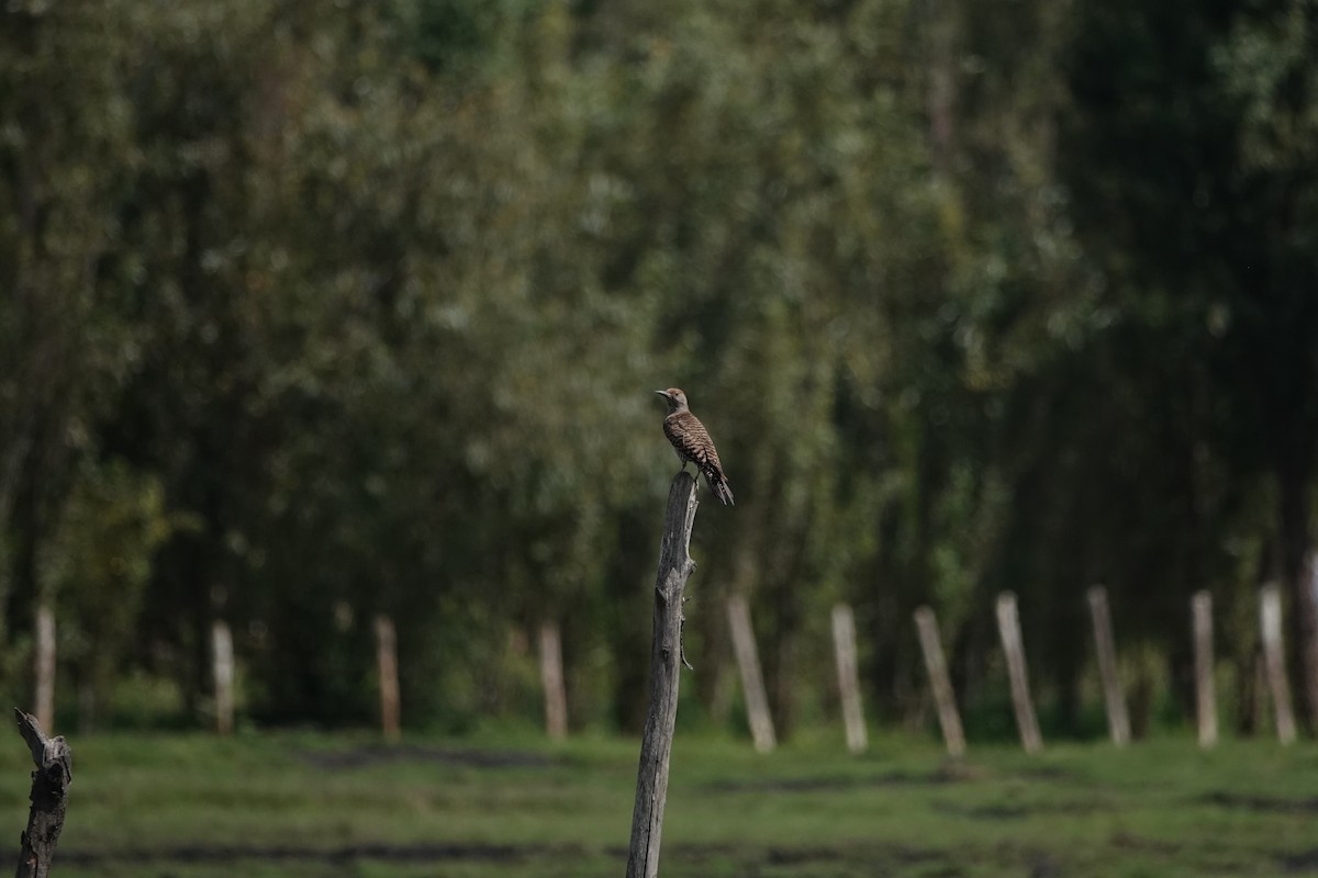 Northern Flicker - ML642504764