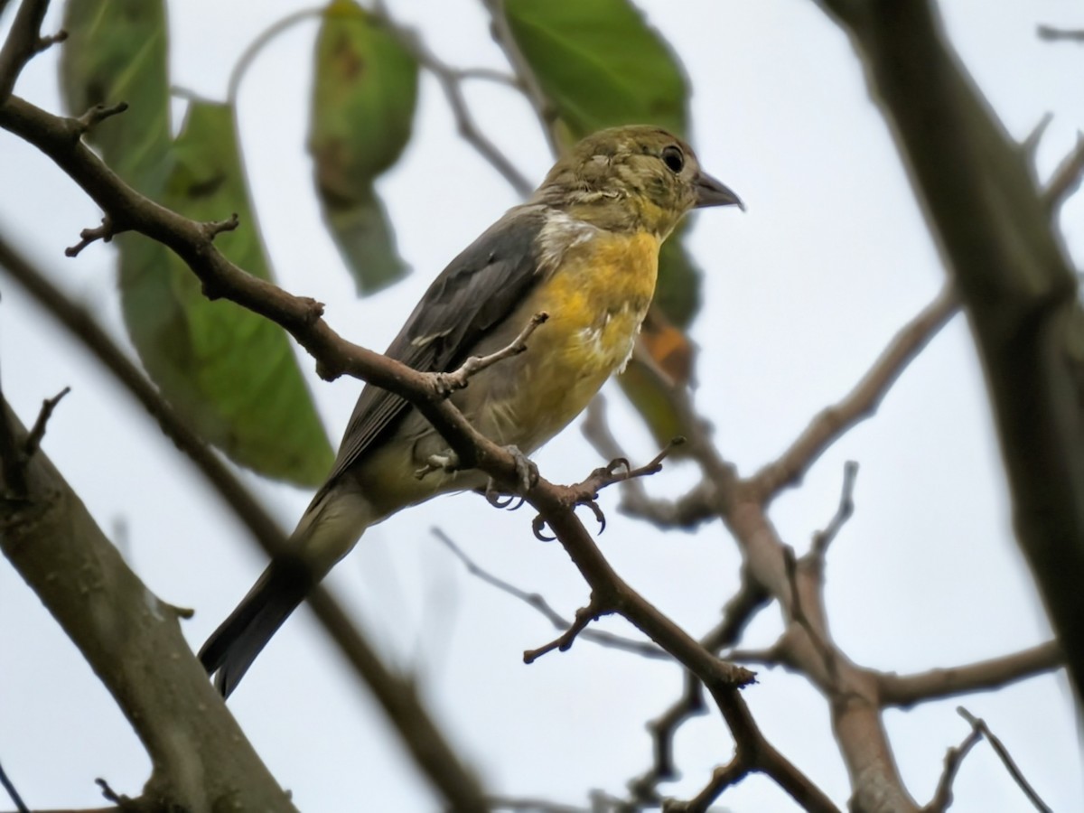 Scarlet Tanager - ML642504769