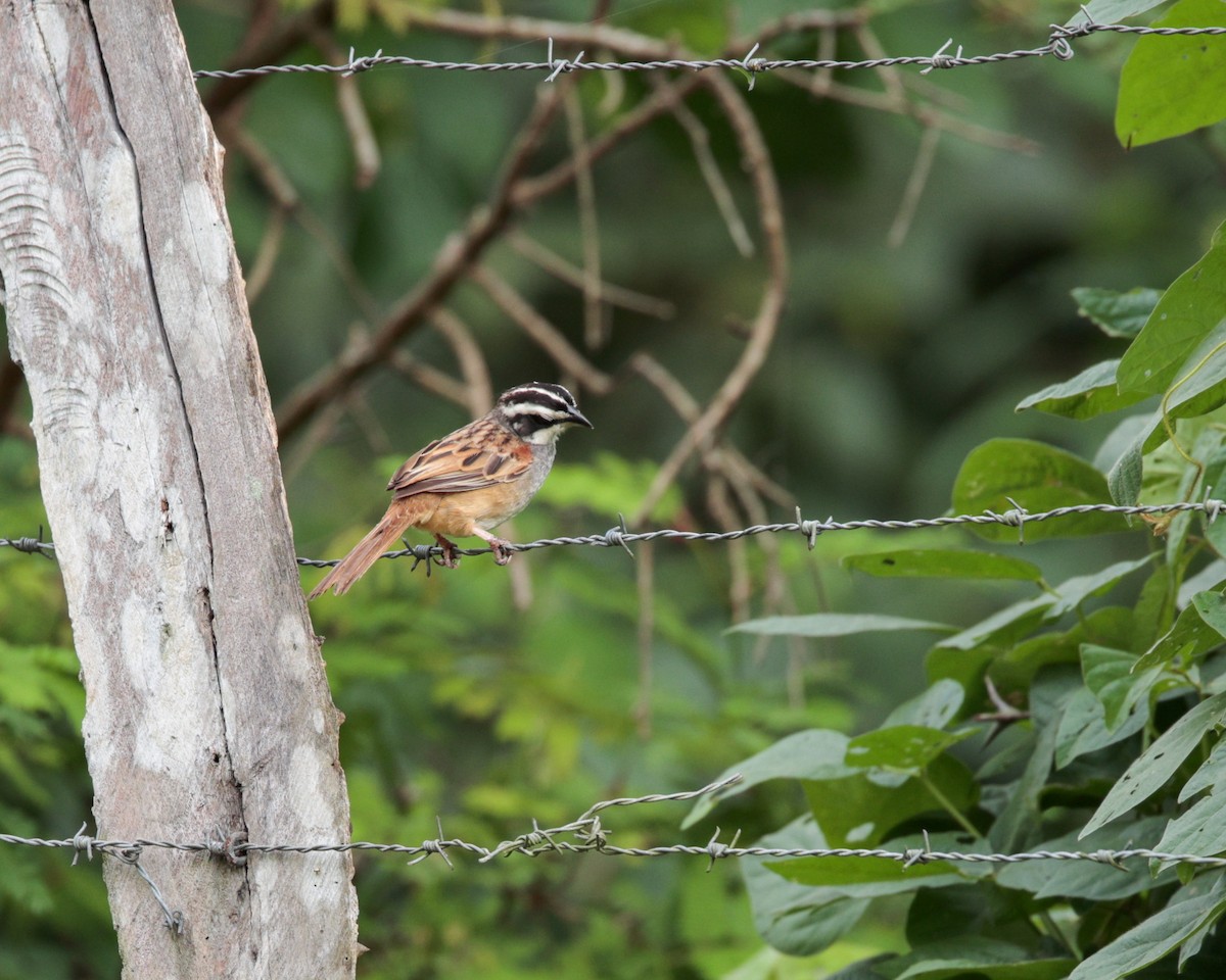 Stripe-headed Sparrow - ML642504779