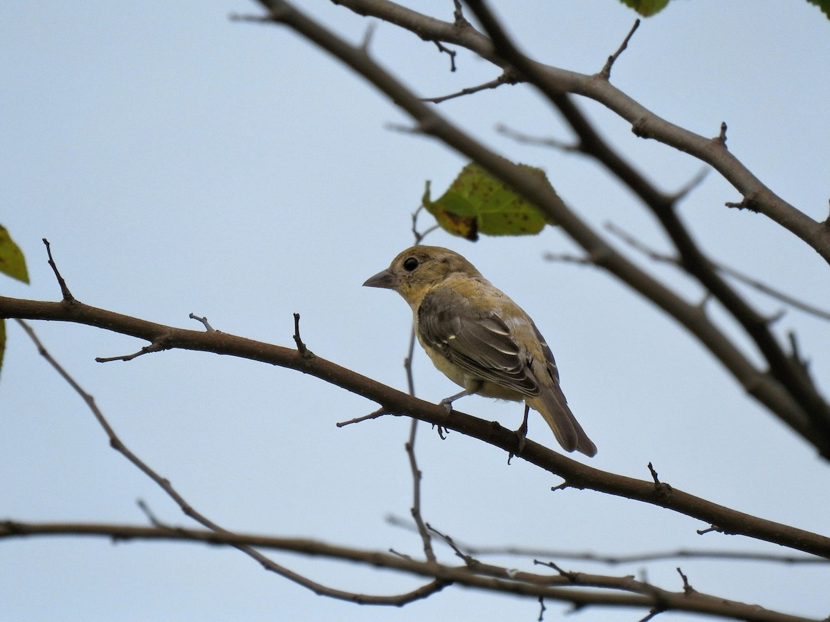 Scarlet Tanager - ML642504782
