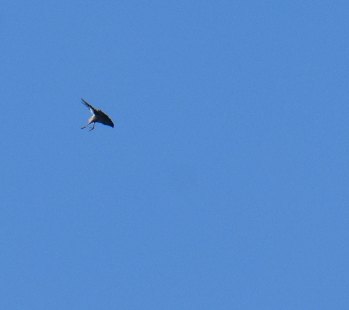 Cooper's Hawk - ML642504801