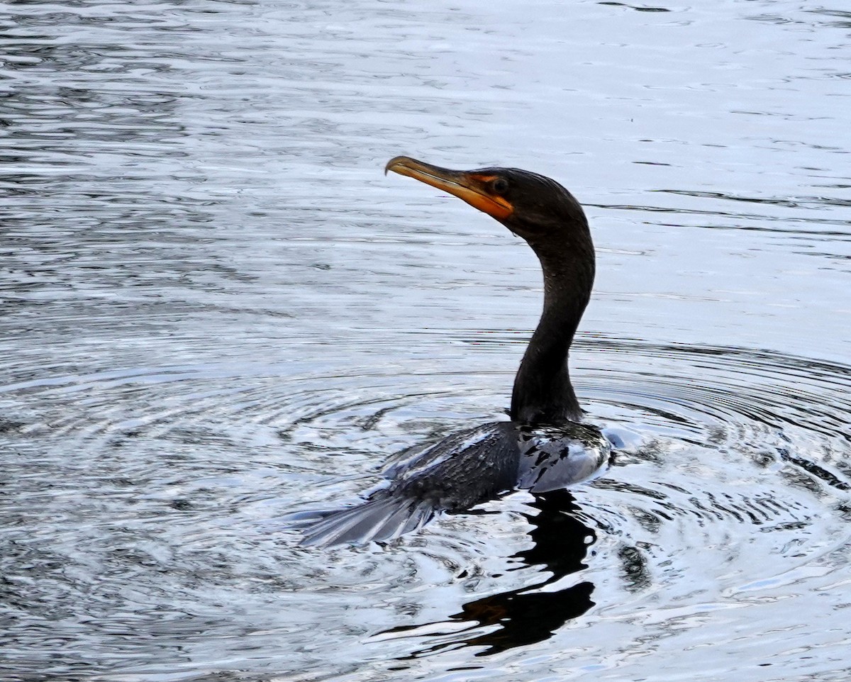 Double-crested Cormorant - ML642504806