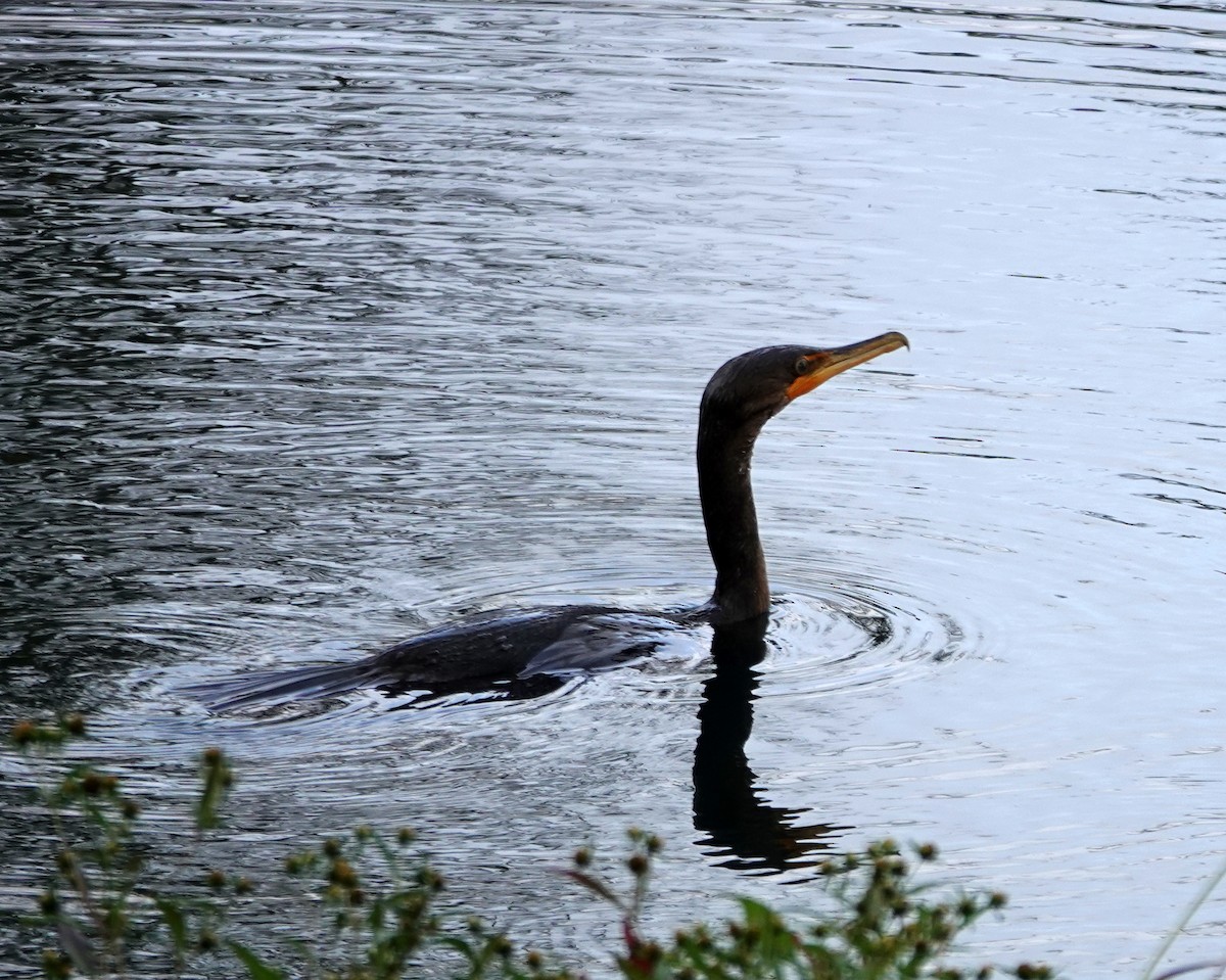 Double-crested Cormorant - ML642504808