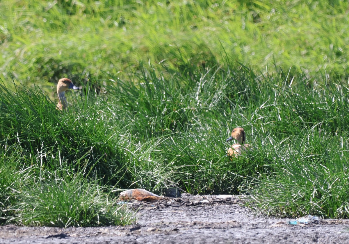 Fulvous Whistling-Duck - ML642504809