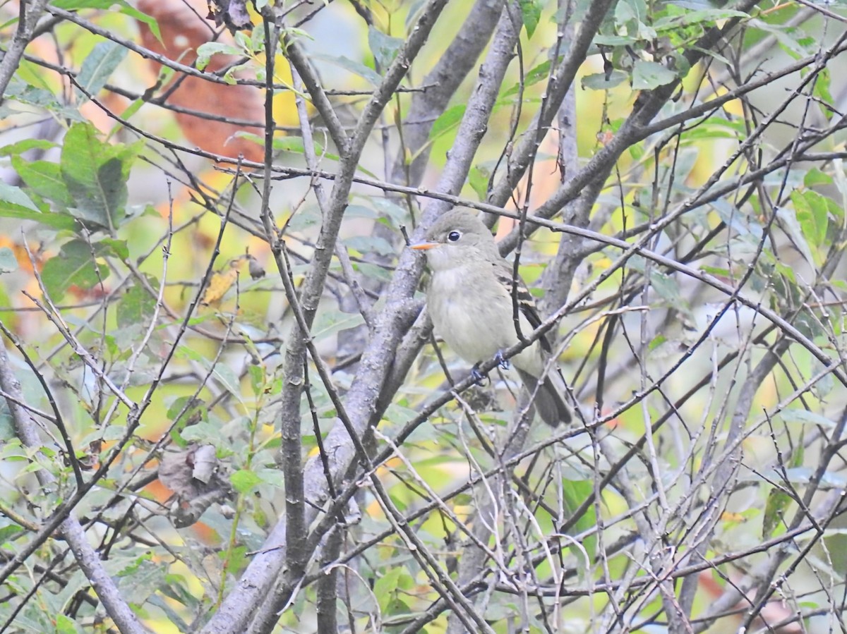 Least Flycatcher - ML642504811