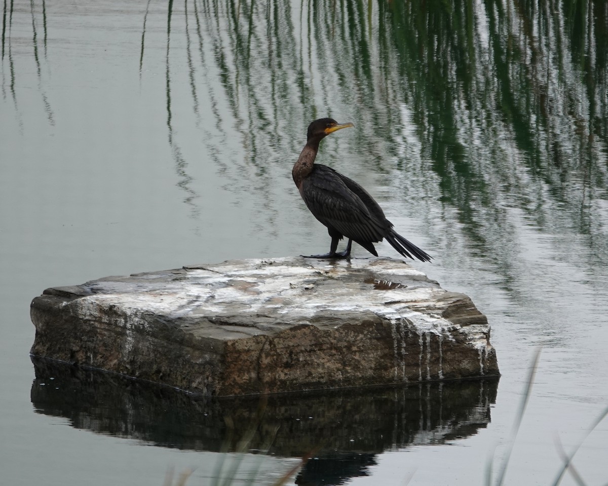 Double-crested Cormorant - ML642504816