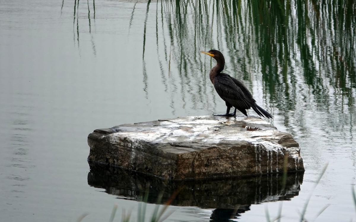 Double-crested Cormorant - ML642504817