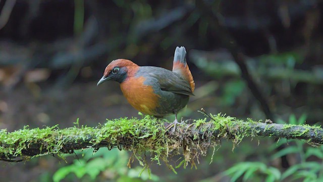 Rufous-breasted Antthrush - ML642504821