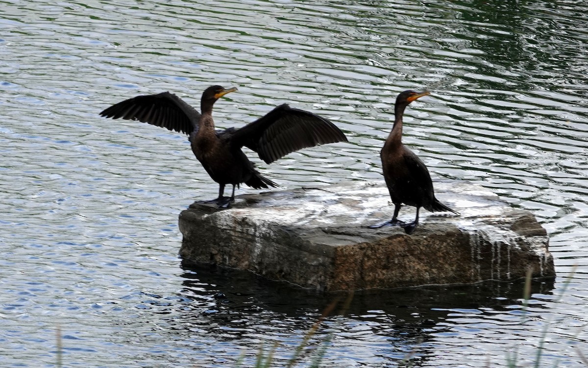 Double-crested Cormorant - ML642504824