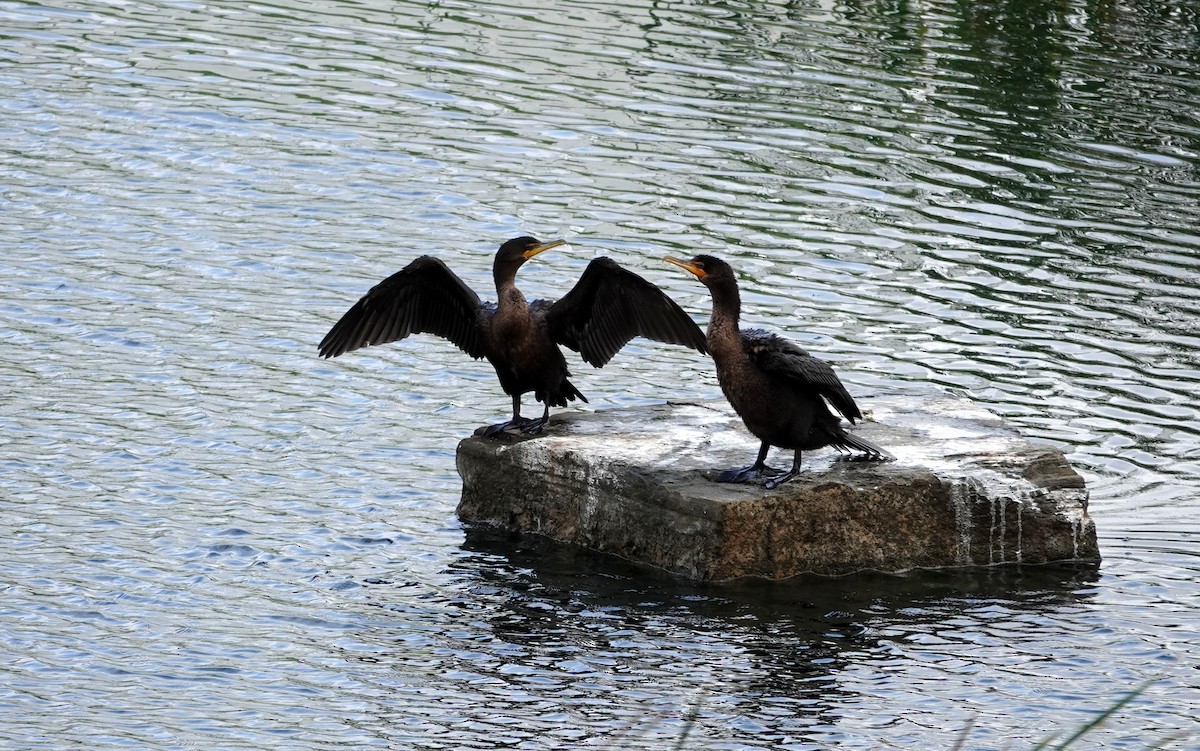 Double-crested Cormorant - ML642504825