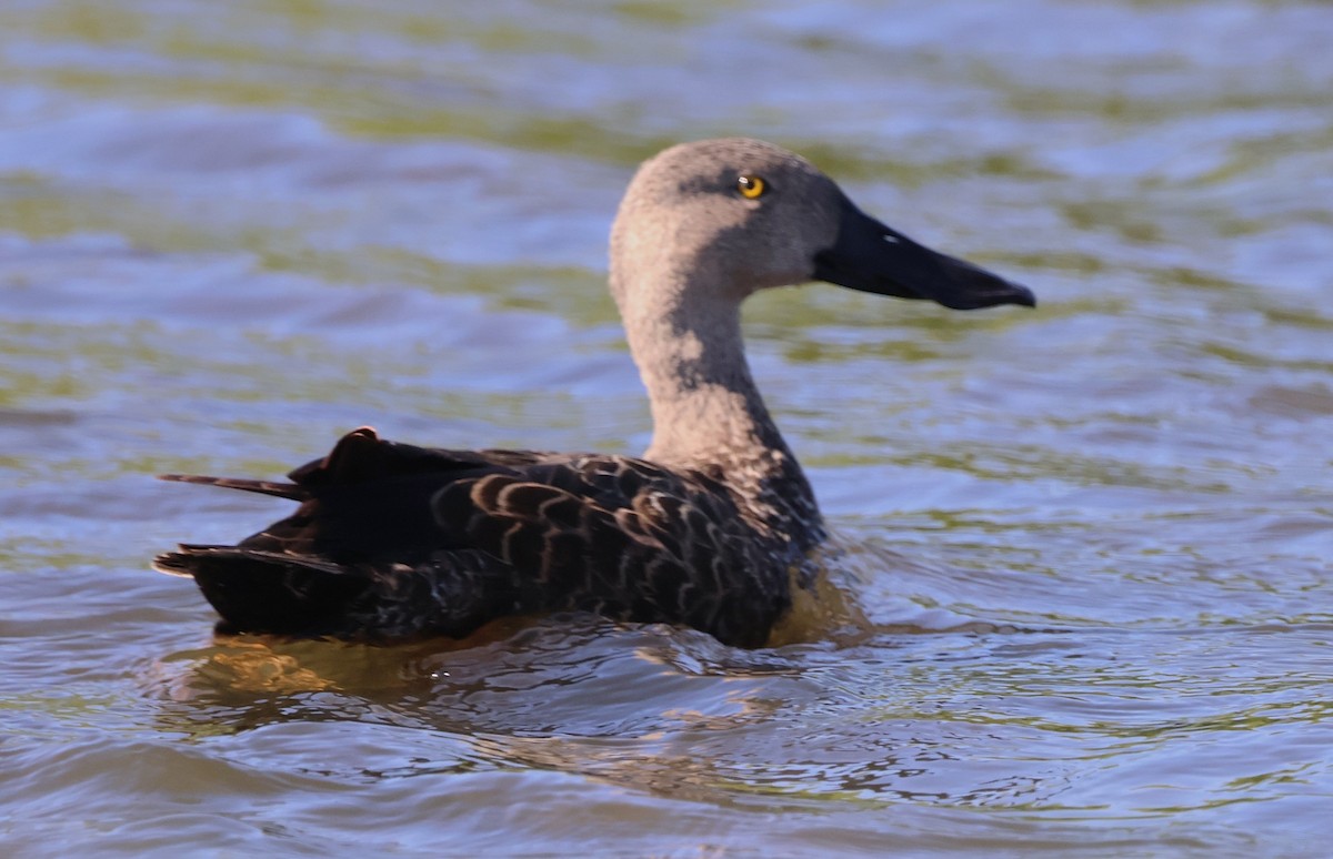 Cape Shoveler - ML642504840