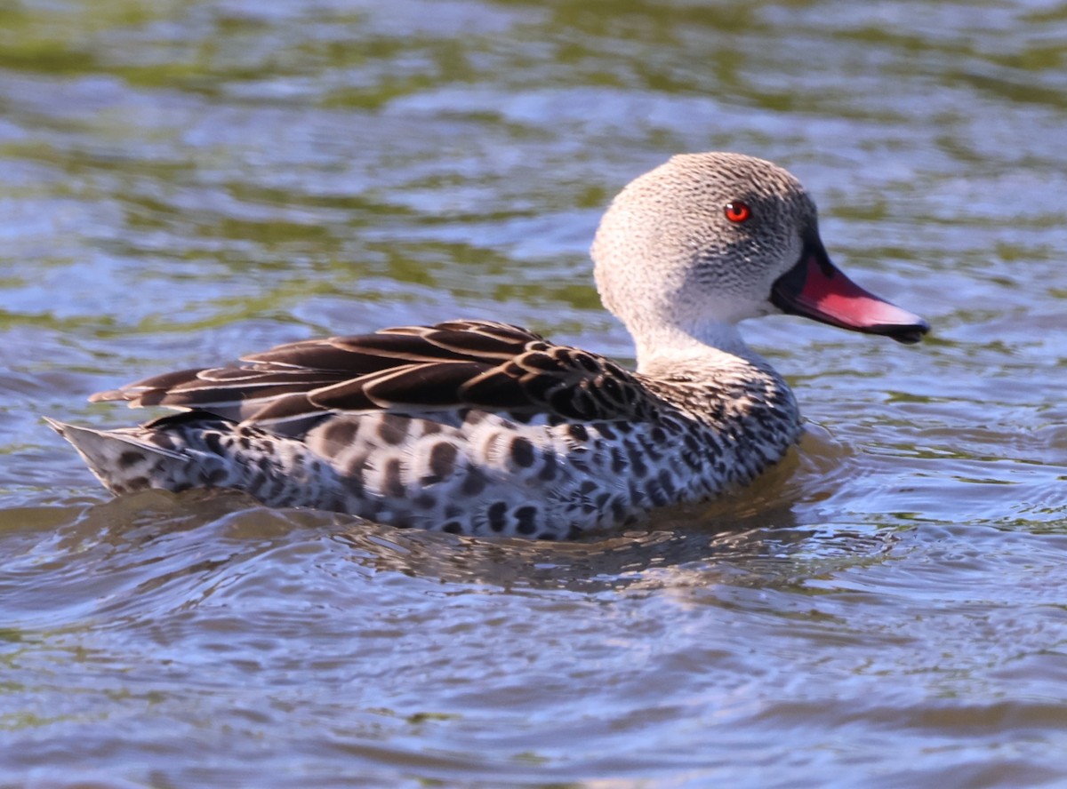 Cape Teal - ML642504853