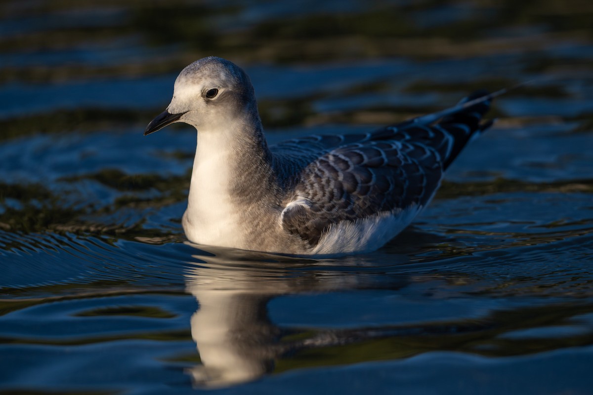 Sabine's Gull - ML642504876