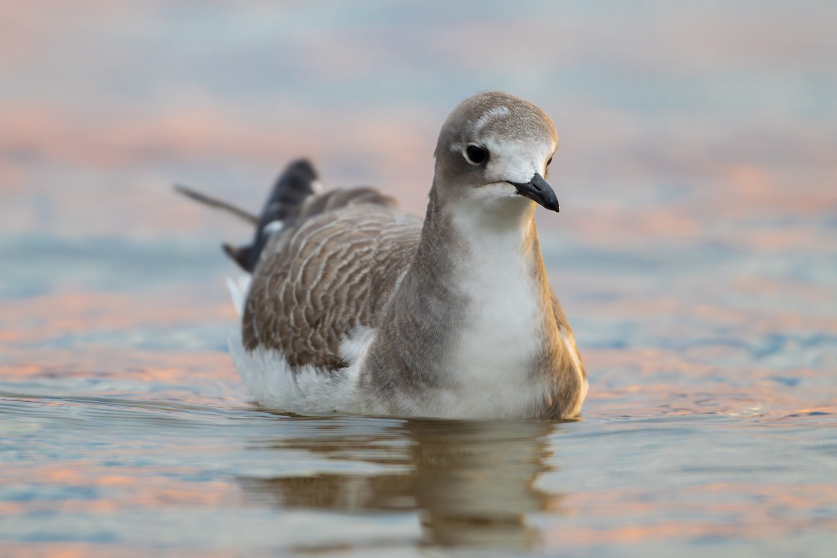 Sabine's Gull - ML642504877