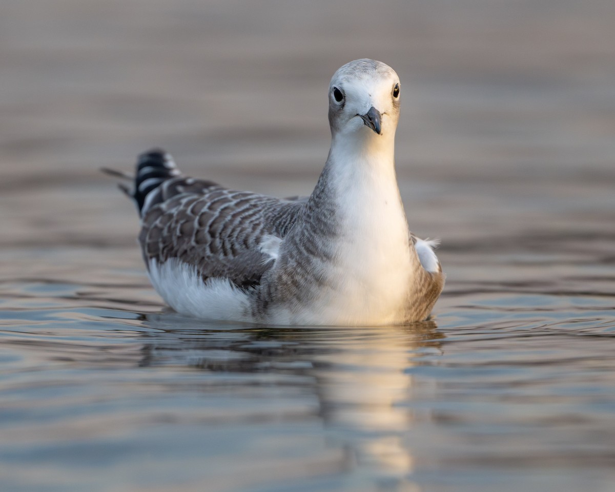 Sabine's Gull - ML642504878