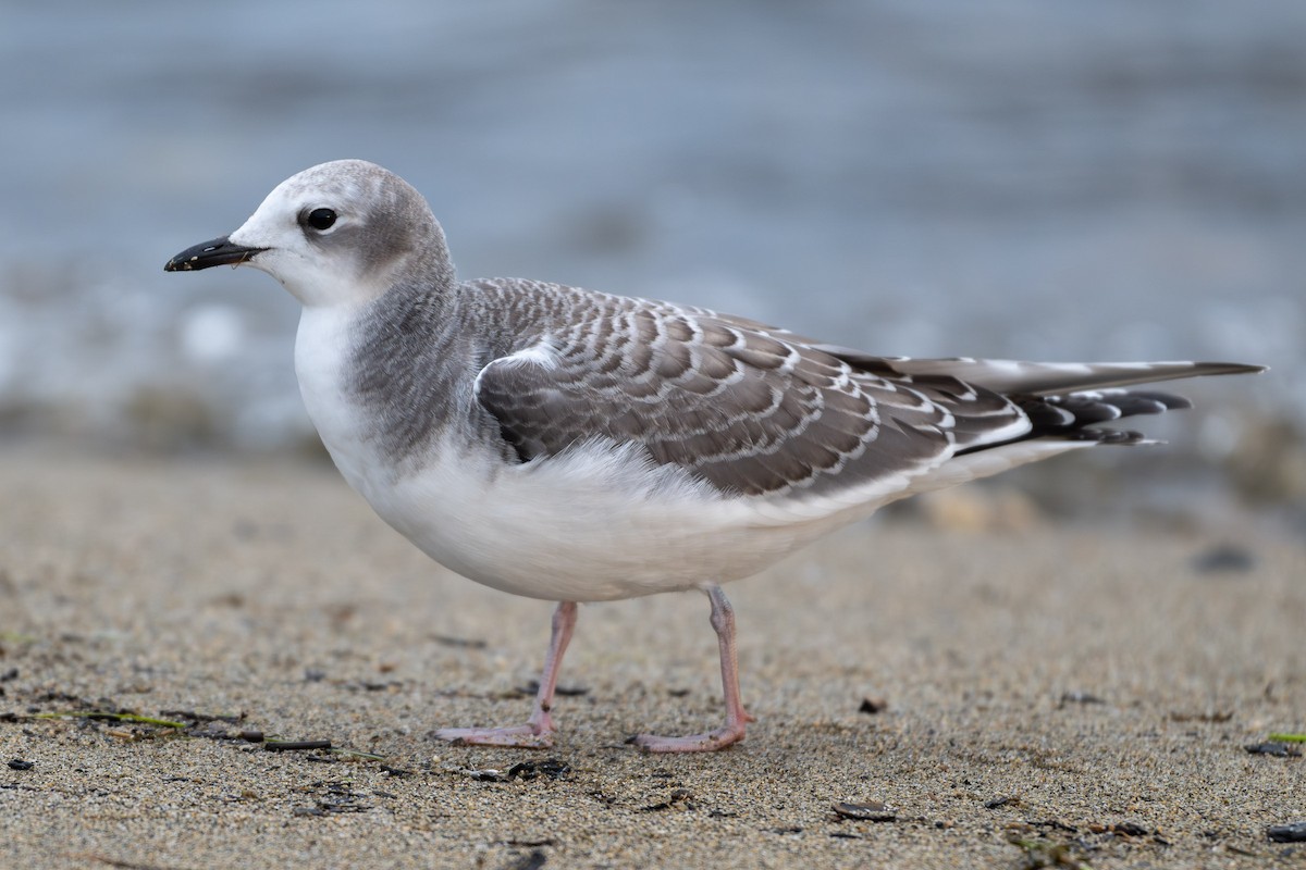 Sabine's Gull - ML642504880