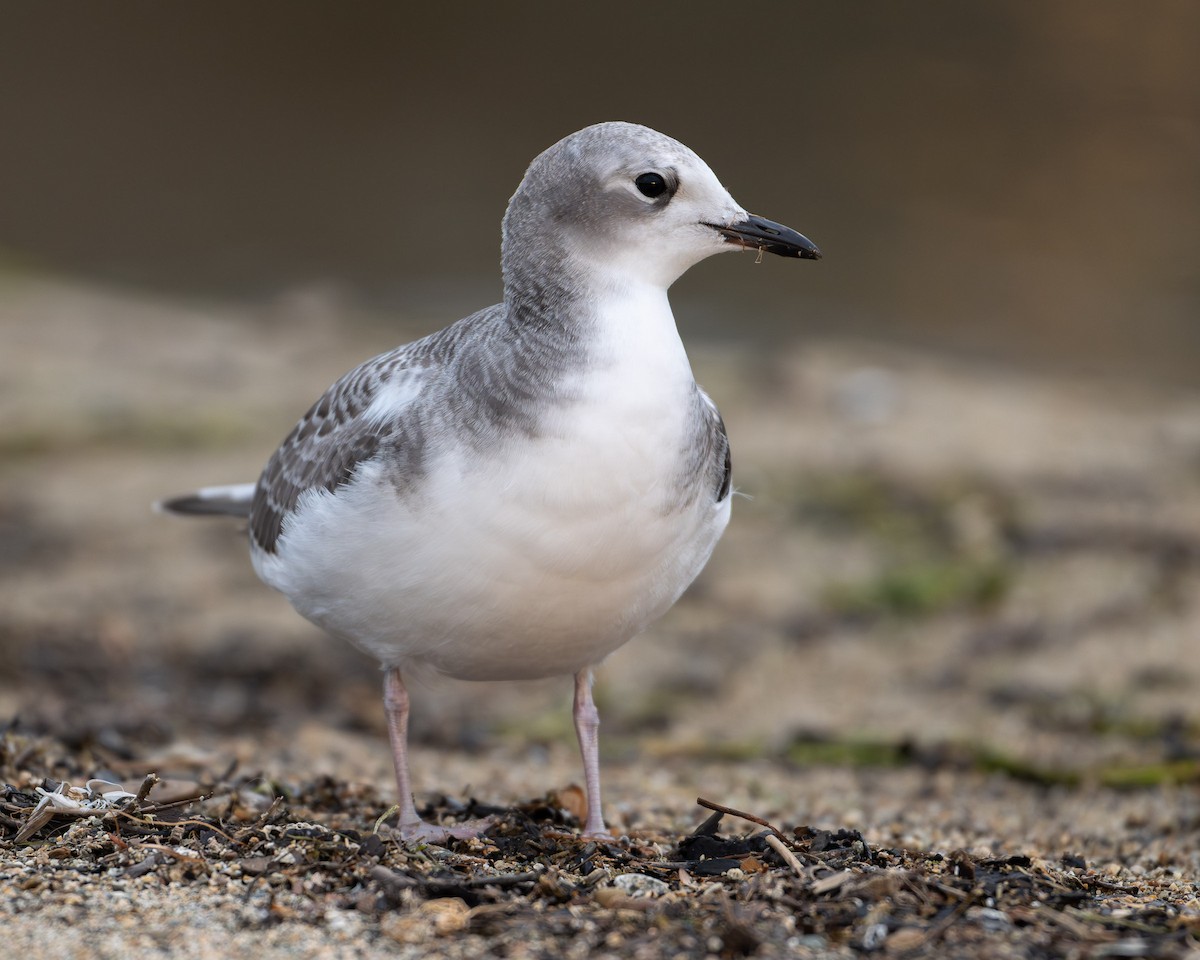 Sabine's Gull - ML642504881
