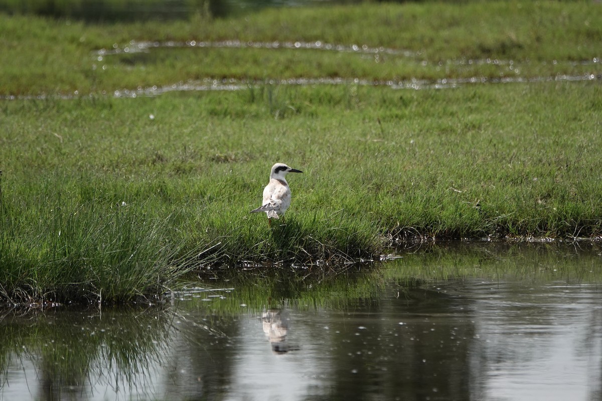 Forster's Tern - ML642504900
