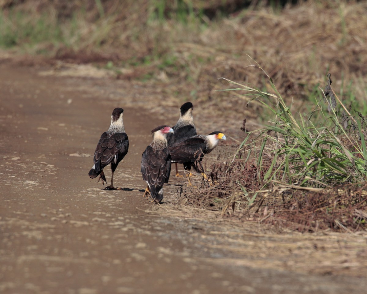 Crested Caracara (Northern) - ML642504928
