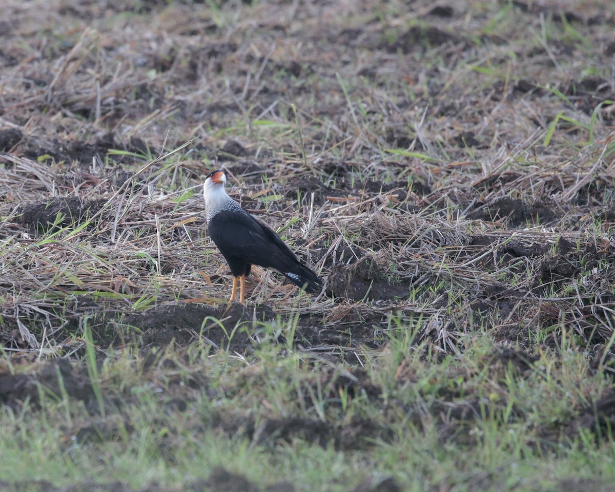 Crested Caracara (Northern) - ML642504932