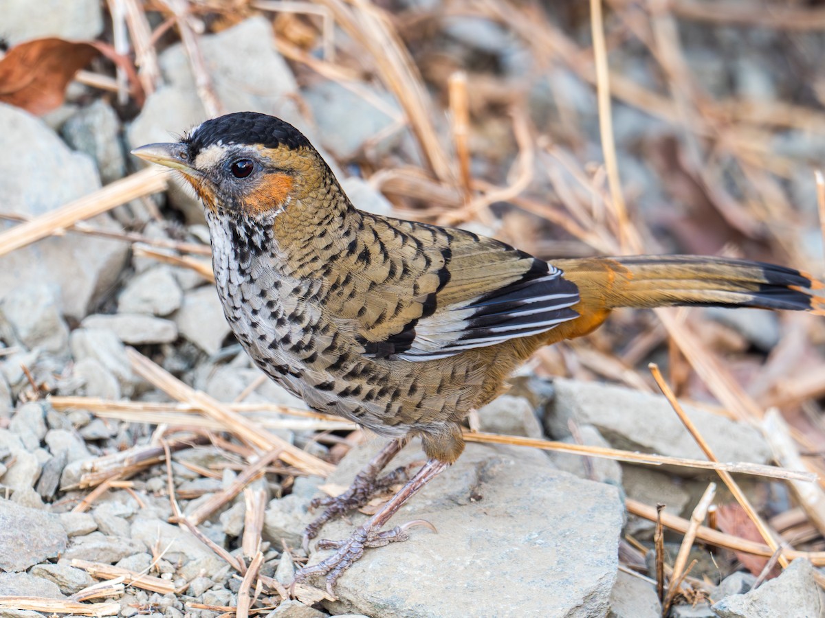 Rufous-chinned Laughingthrush - ML642504937