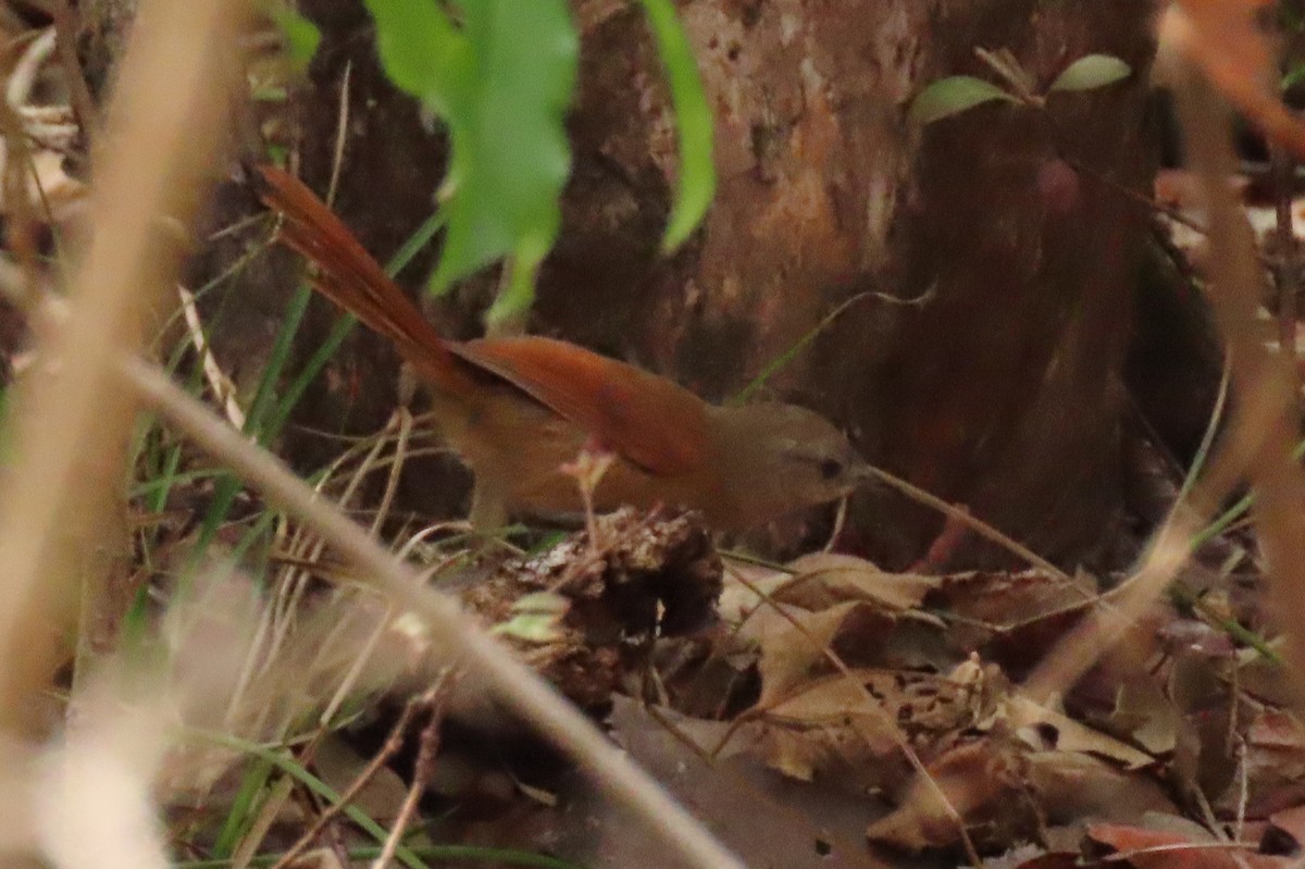 White-lored Spinetail - ML642504983