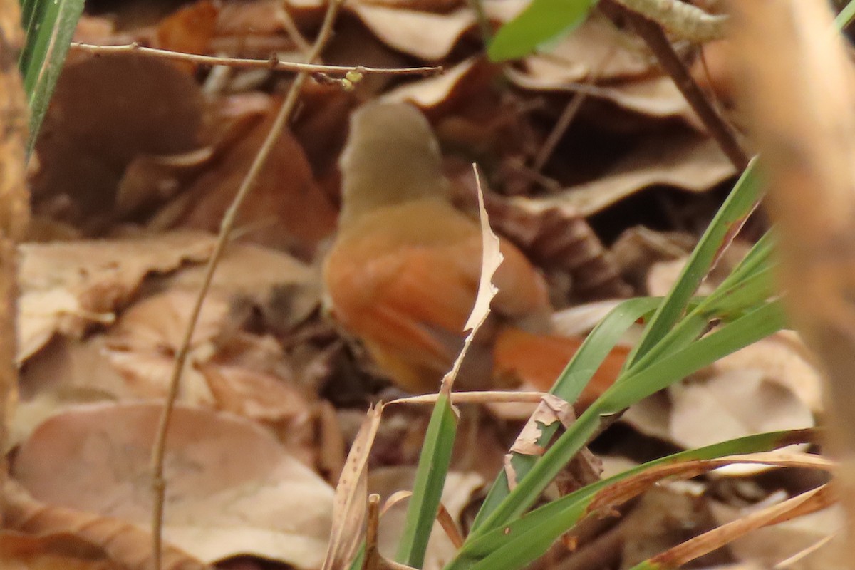 White-lored Spinetail - ML642504984