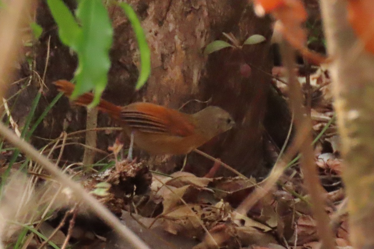 White-lored Spinetail - ML642504985