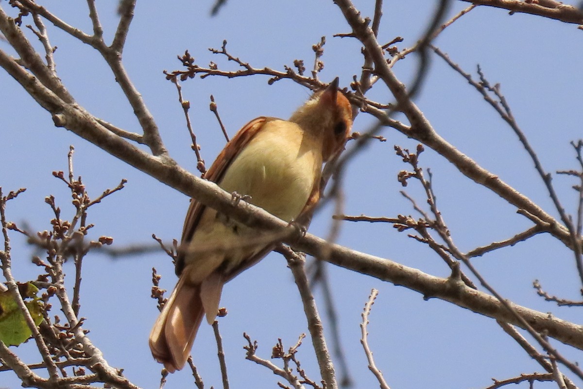 Rufous Casiornis - ML642505013