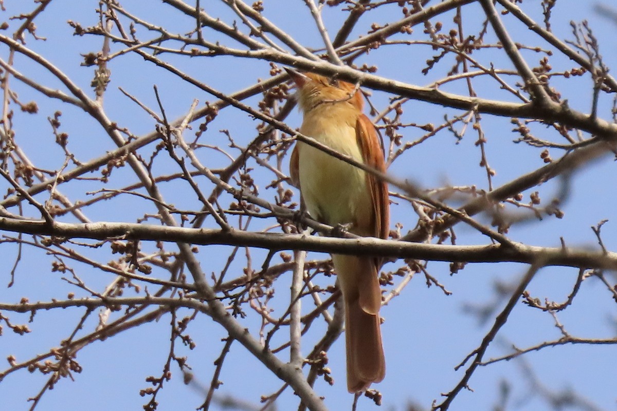 Rufous Casiornis - ML642505014