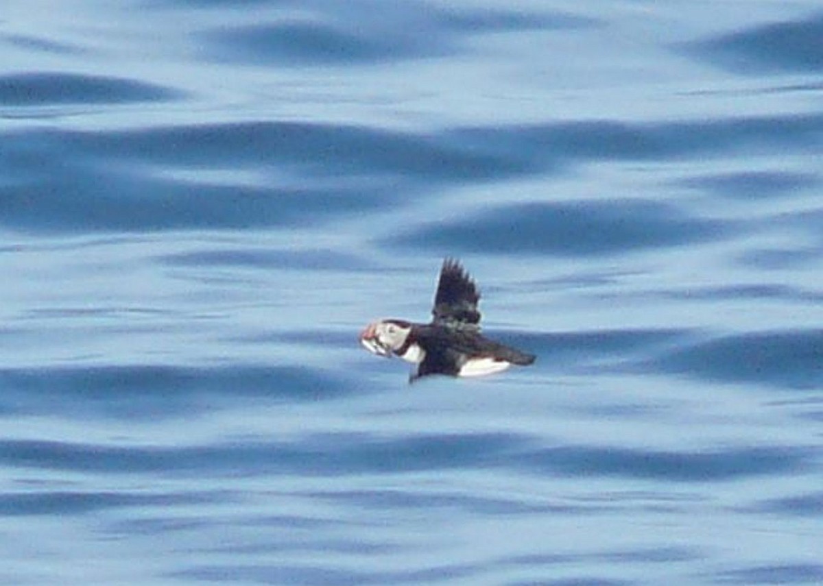 papuchalk severní - ML642505085