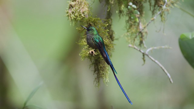 Violet-tailed Sylph - ML642505095