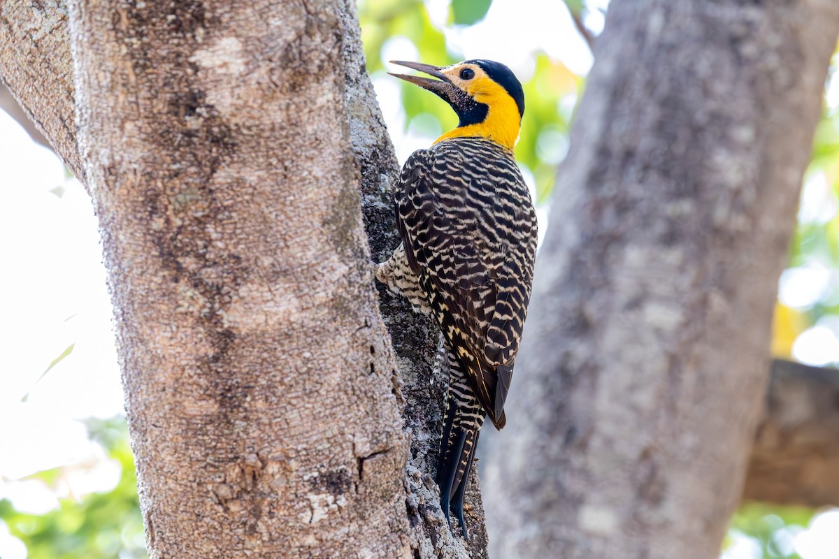 Campo Flicker - ML642505097