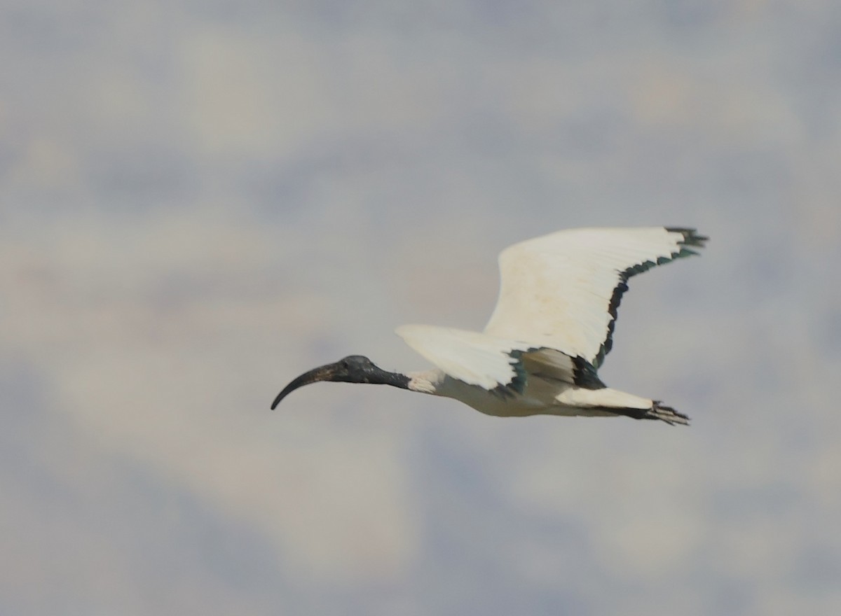 ibis posvátný - ML642505104