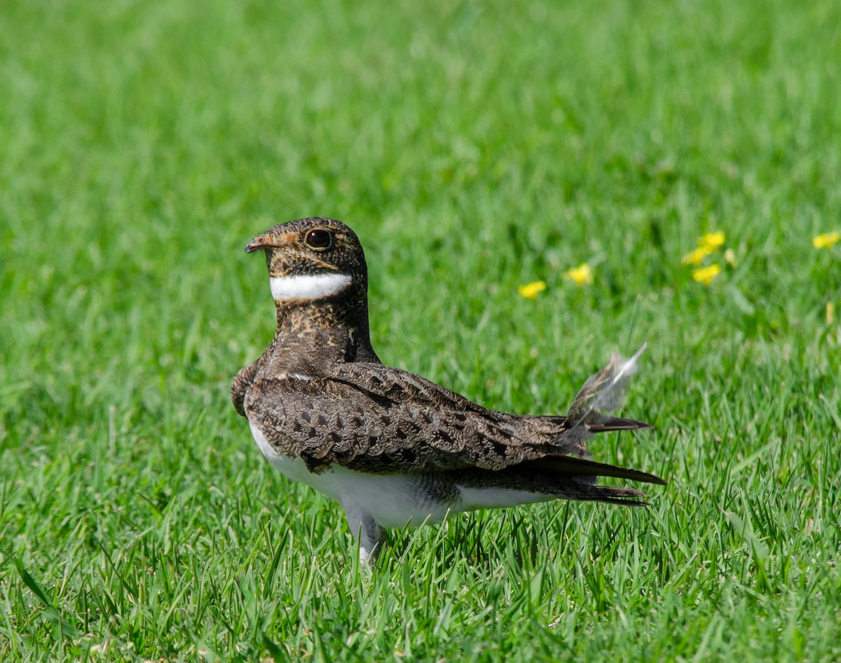 Nacunda Nighthawk - ML642505108