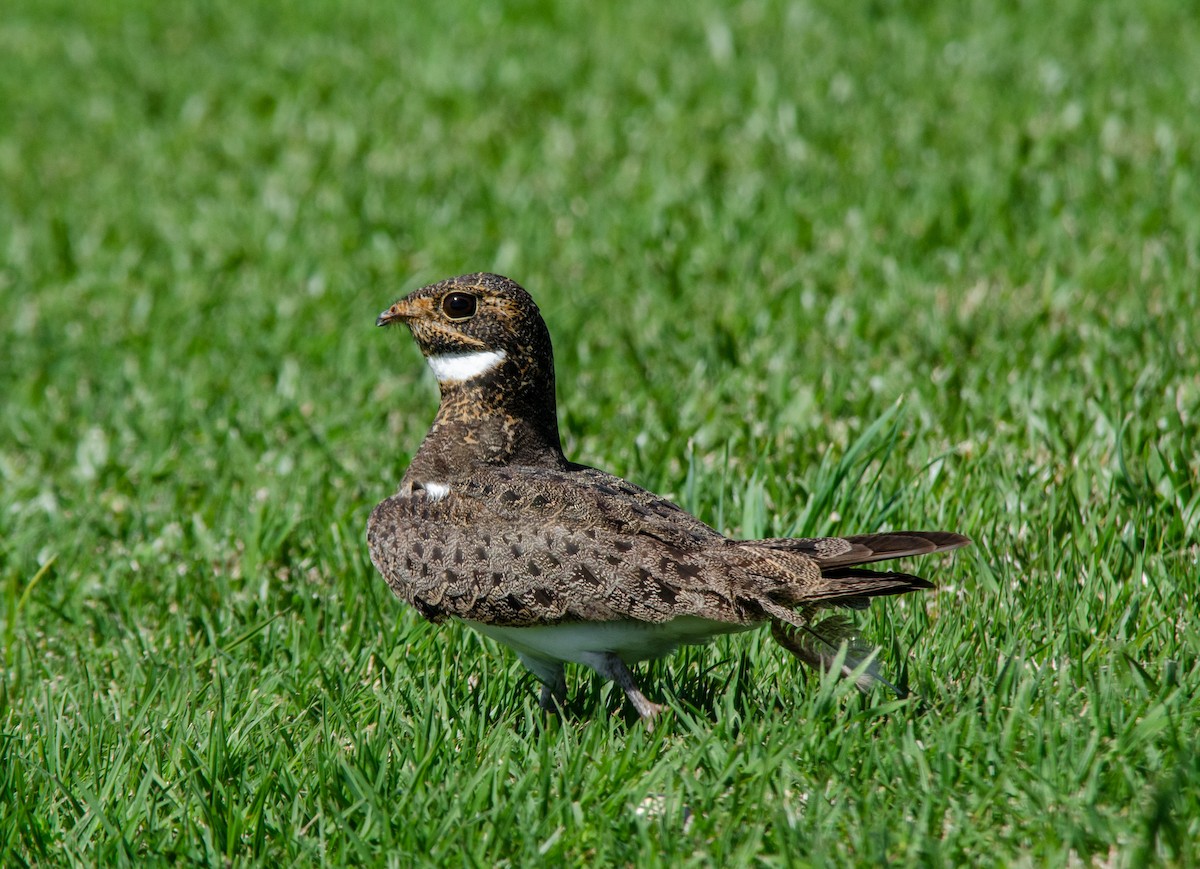 Nacunda Nighthawk - ML642505110