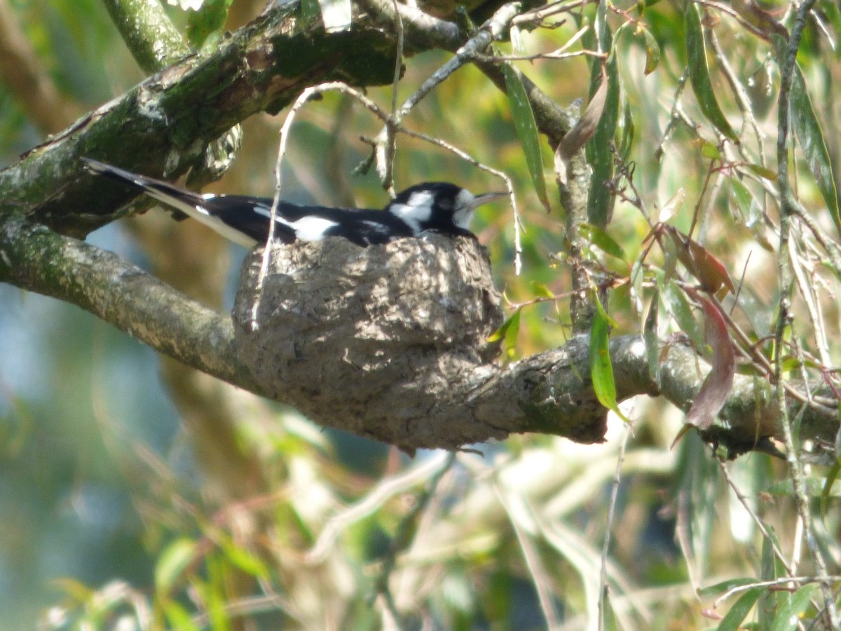 Magpie-lark - ML642505112