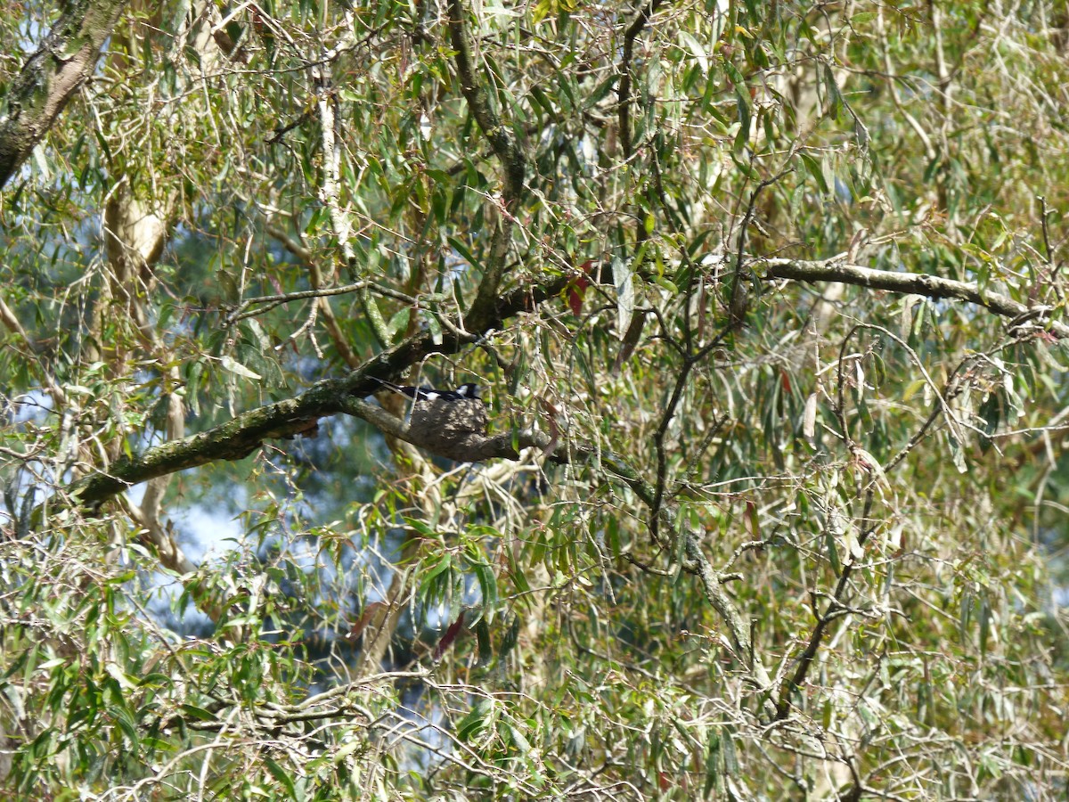 Magpie-lark - ML642505113
