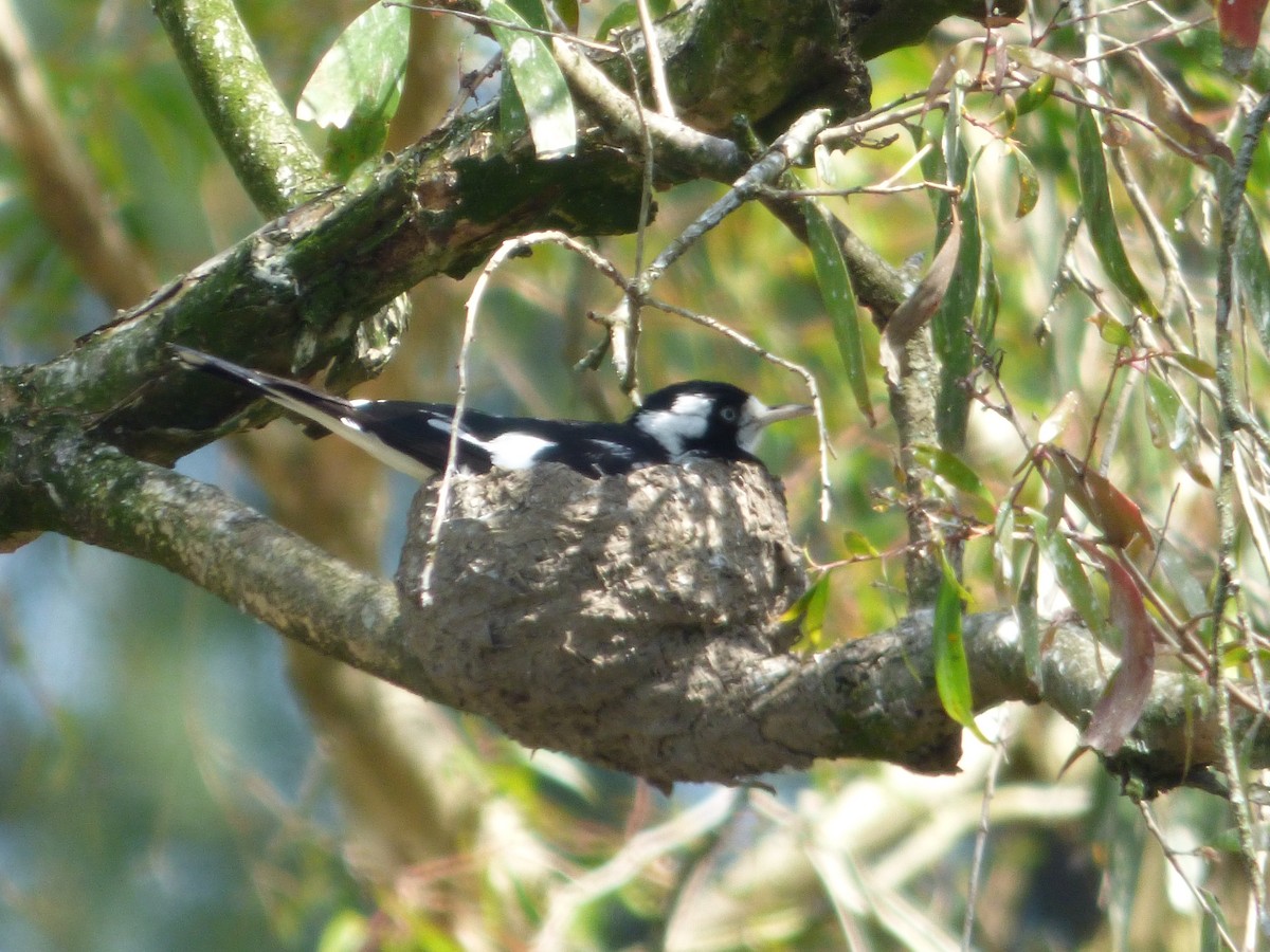 Magpie-lark - ML642505114
