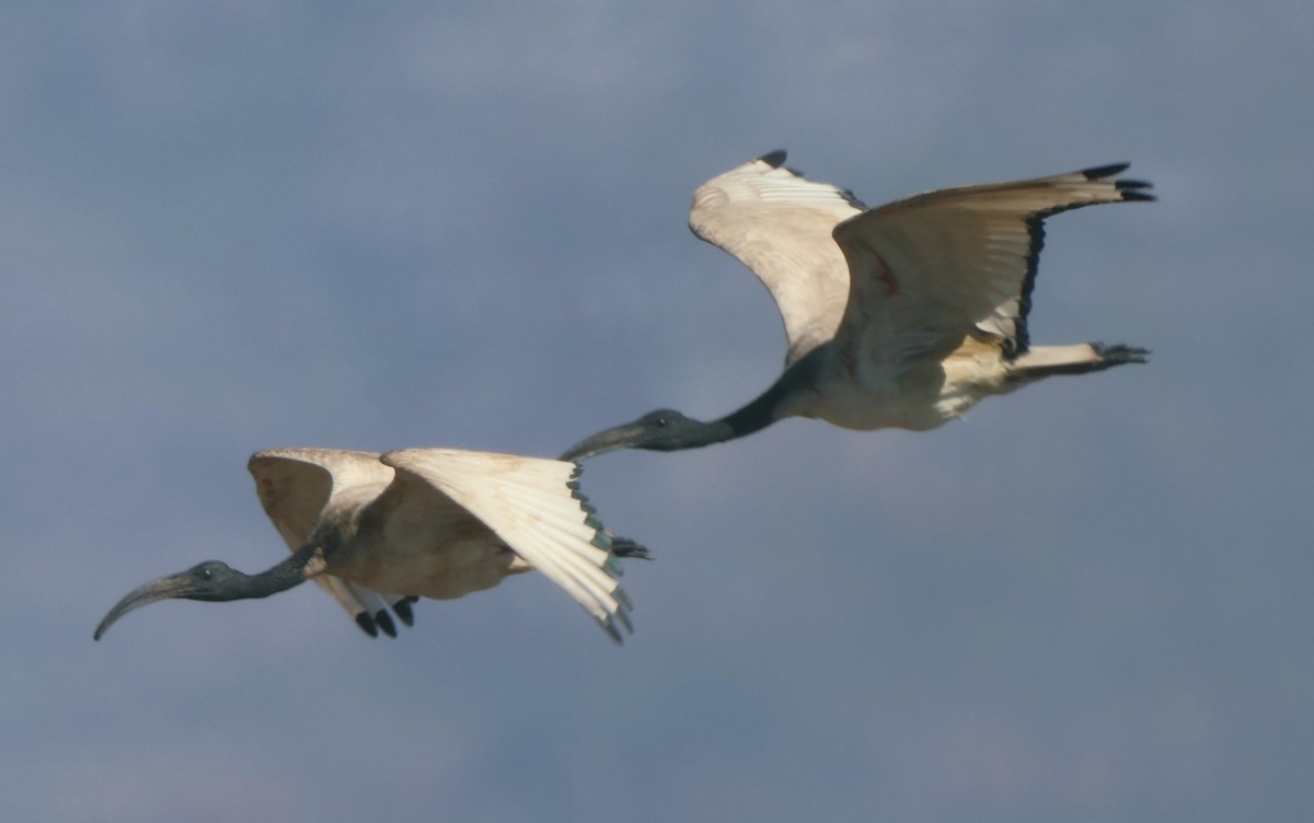 ibis posvátný - ML642505118