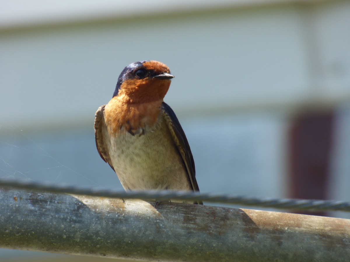 Welcome Swallow - ML642505136