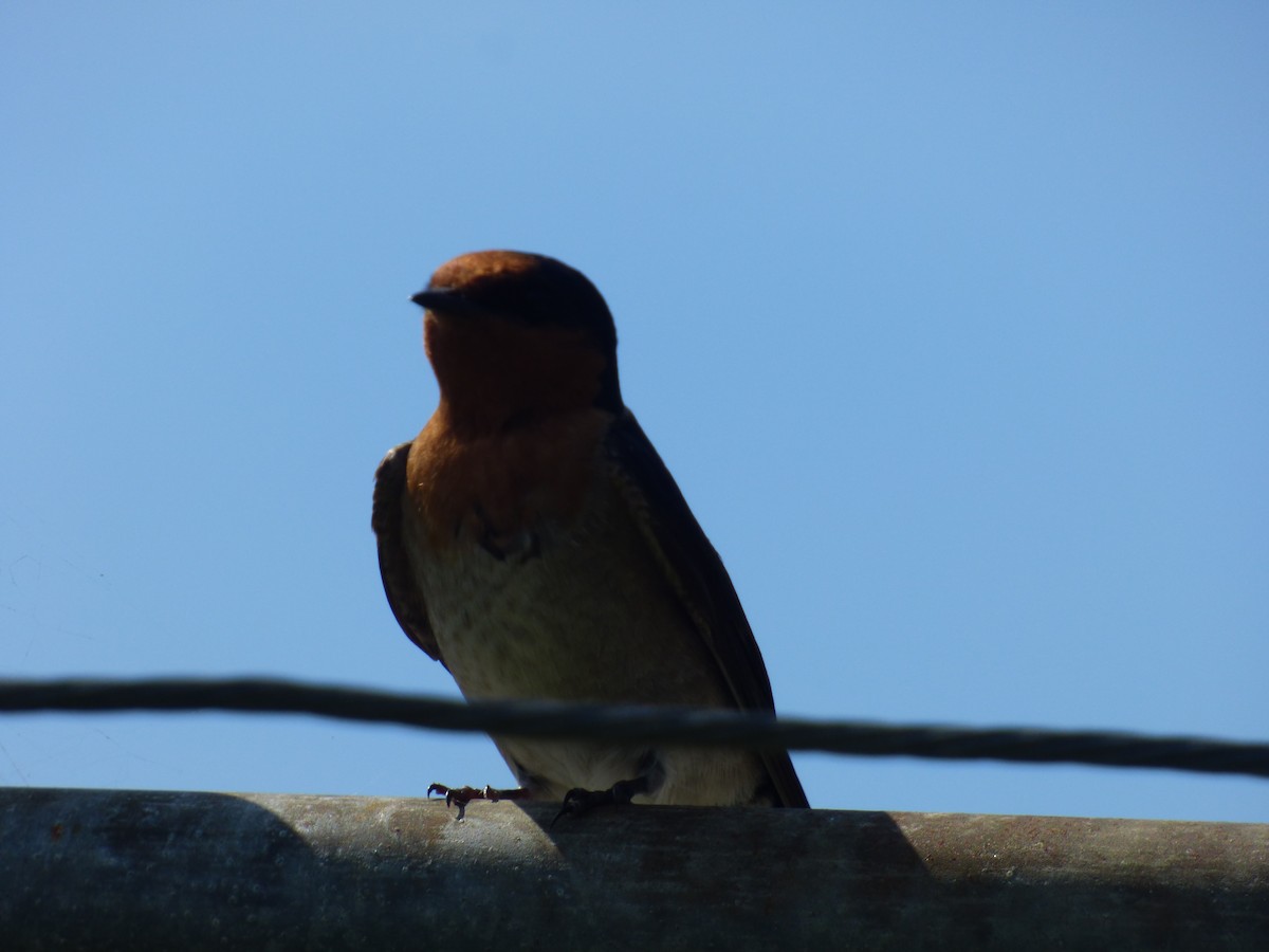 Welcome Swallow - ML642505137
