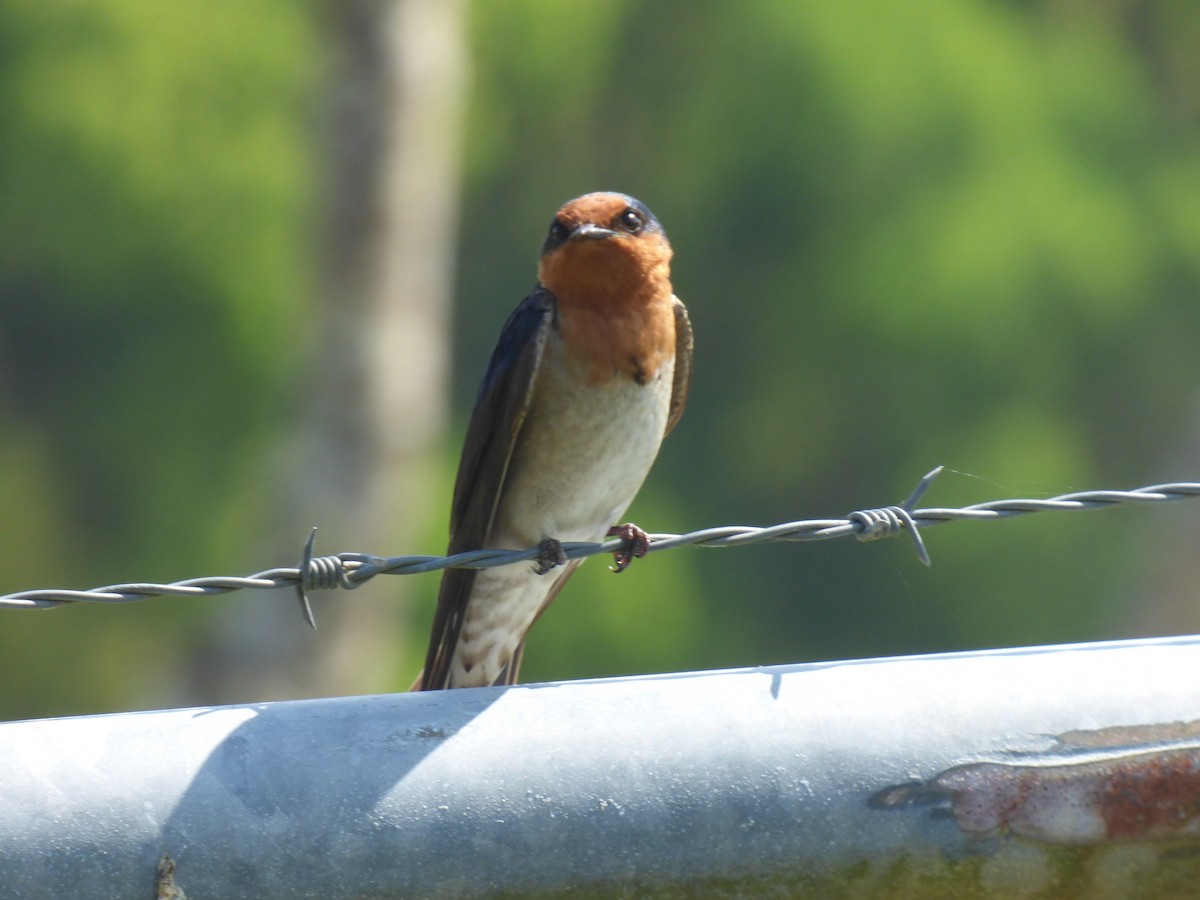 Welcome Swallow - ML642505138