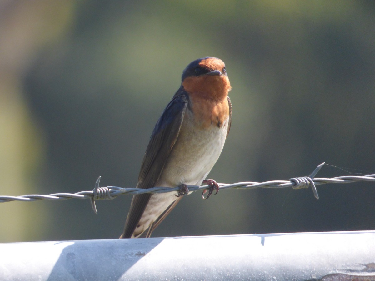 Welcome Swallow - ML642505140