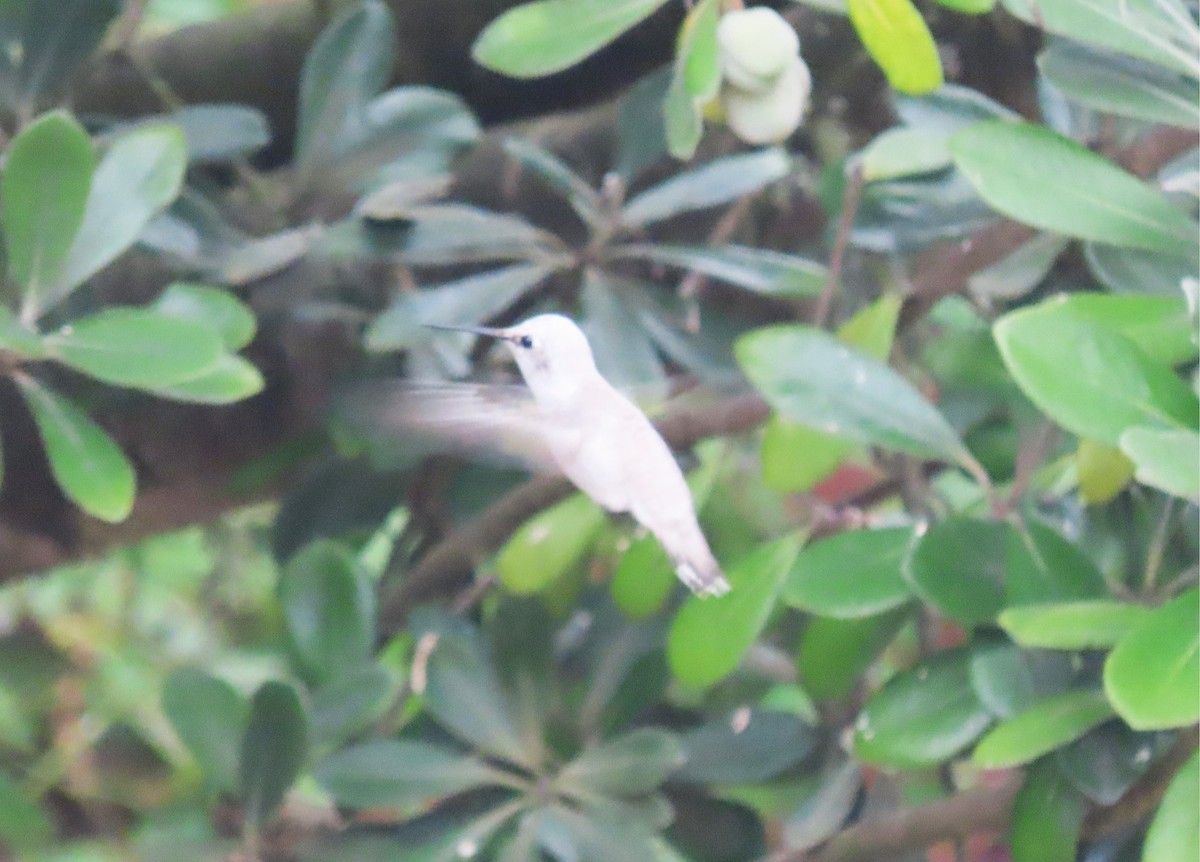 hummingbird sp. - ML642505146