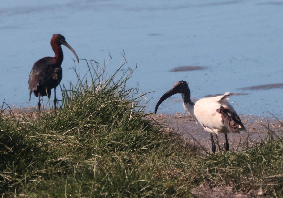 ibis posvátný - ML642505160