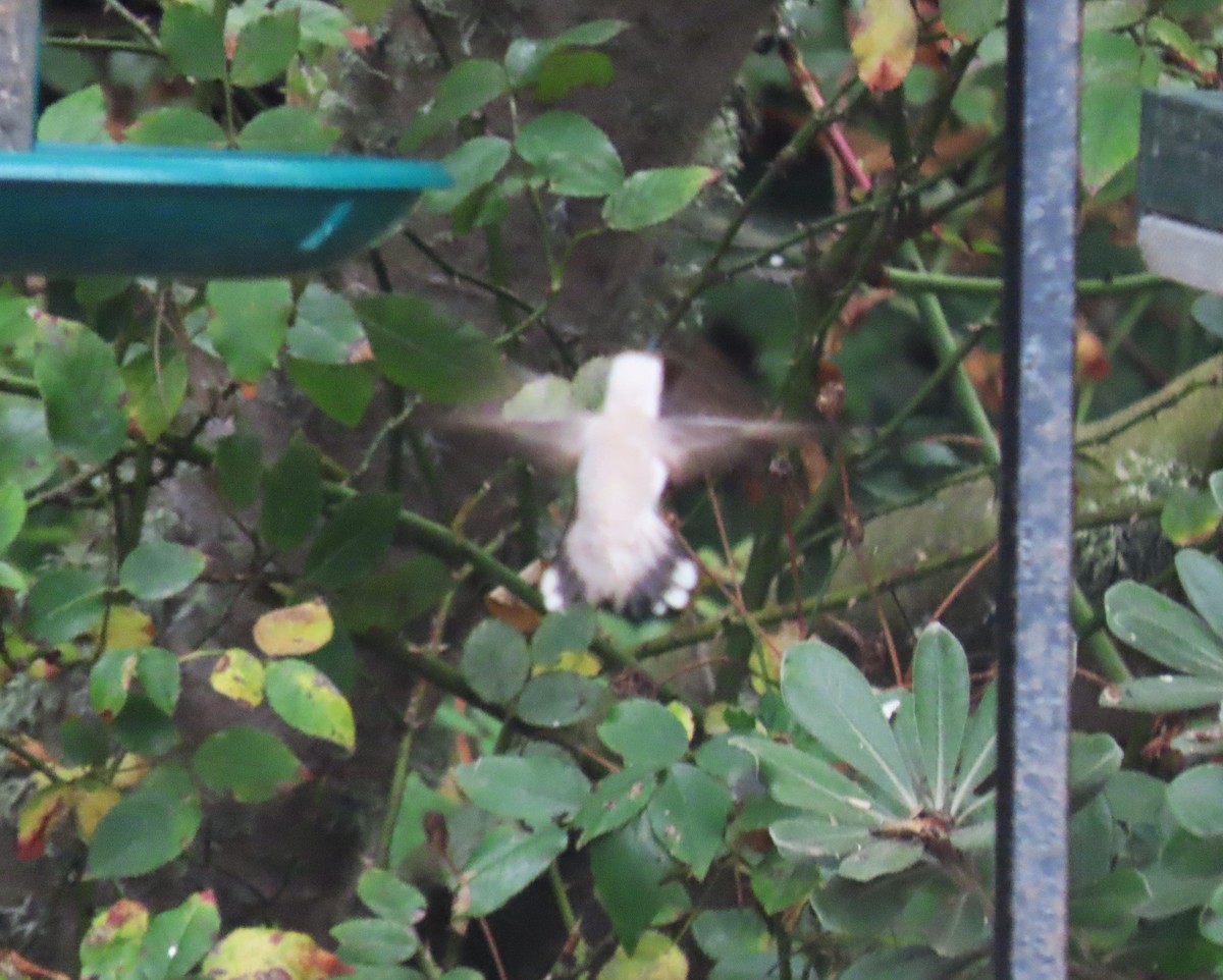 hummingbird sp. - ML642505161