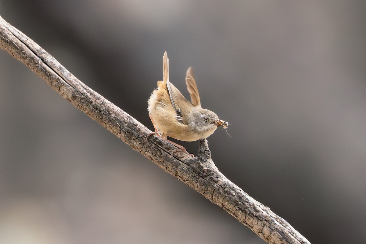 White-browed Scrubwren - ML642505177