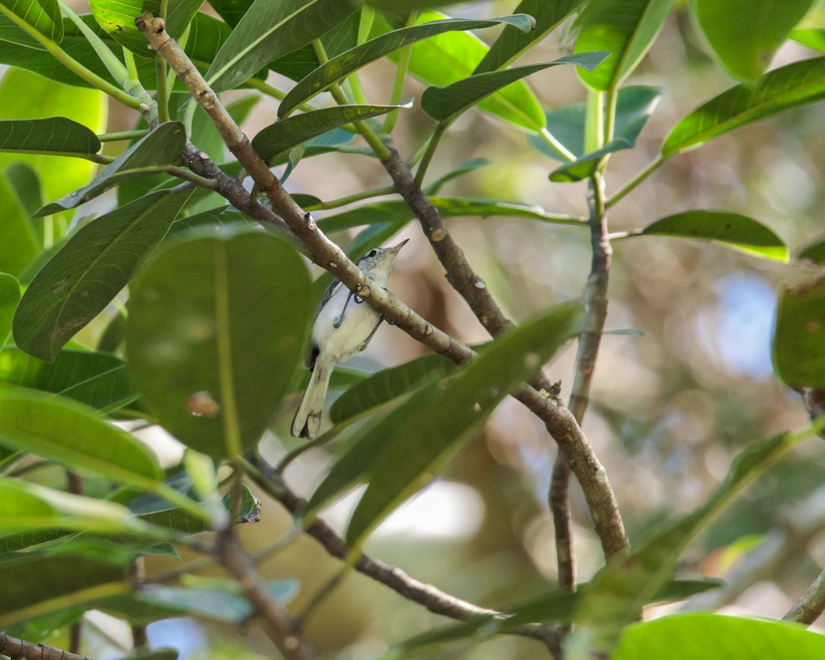 White-browed Gnatcatcher - ML642505178